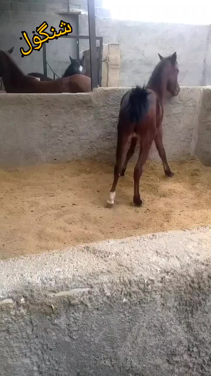 اسب|اسب و تجهیزات اسب‌سواری|فلاورجان, |دیوار