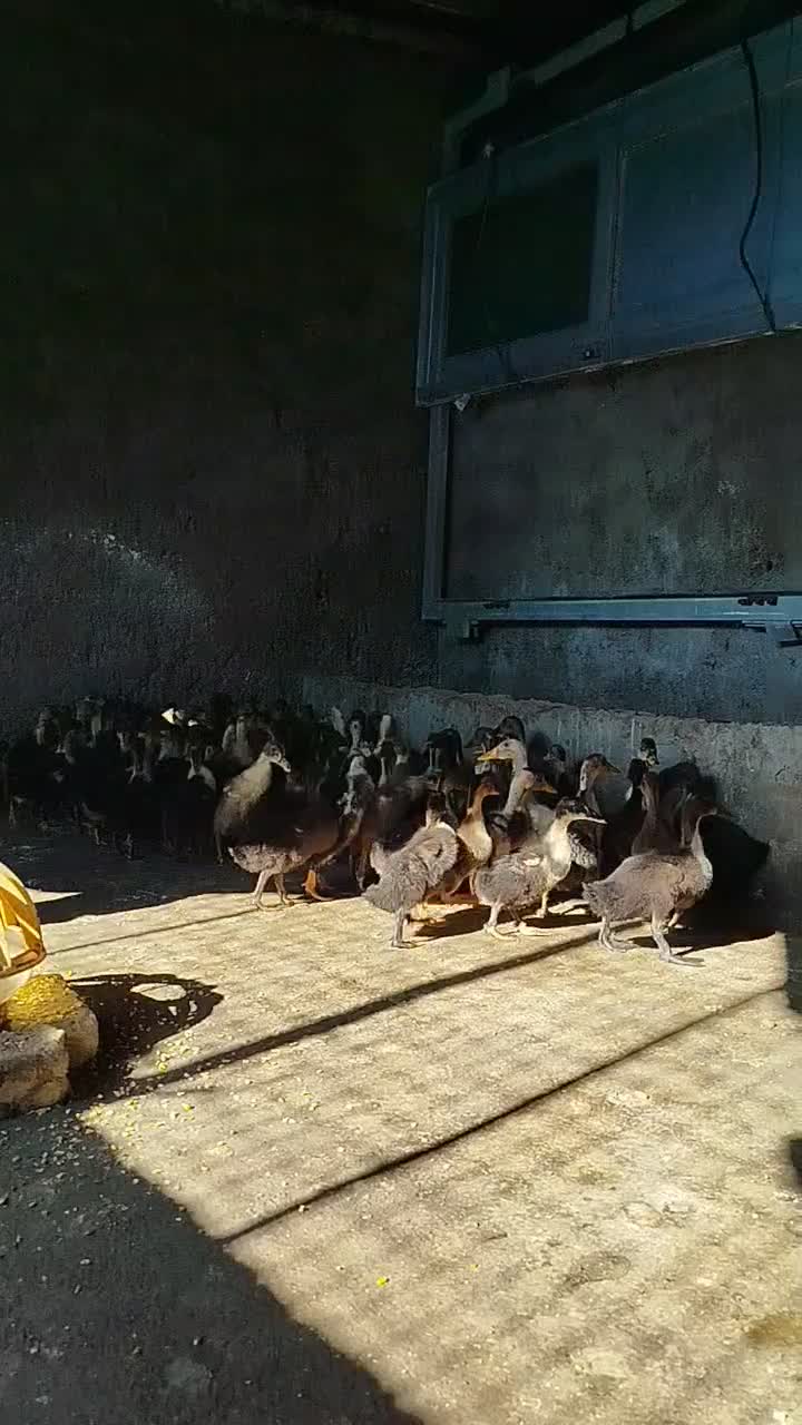 جوجه اردک اسراییلی 40 روزه|حیوانات مزرعه|بهشهر, |دیوار