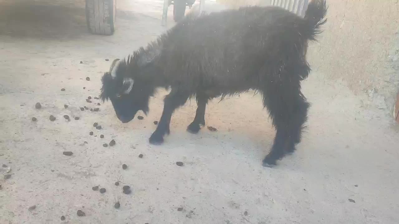 فروش گتاچ، گوسفند|حیوانات مزرعه|بم پشت, |دیوار