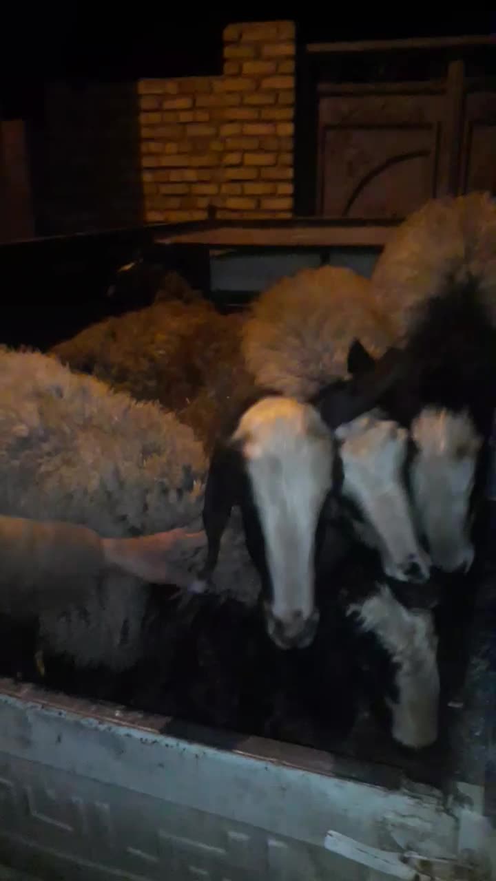 میش بره|حیوانات مزرعه|اسفرورین, |دیوار