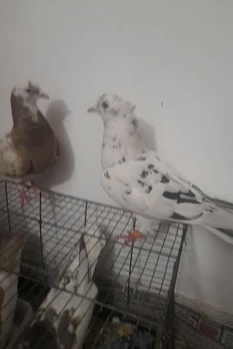 چادری|پرنده|پرند, فاز ۶|دیوار