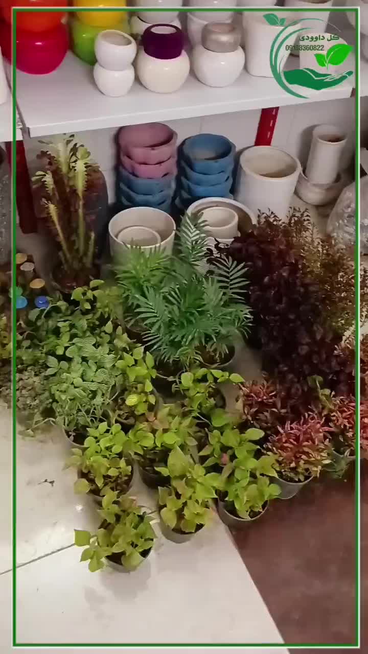 دیفن یوکا بنجامین فیکوس شفلرا پتوس آگلونما تراریوم|گل و گیاه طبیعی|قم, سنگ بند|دیوار