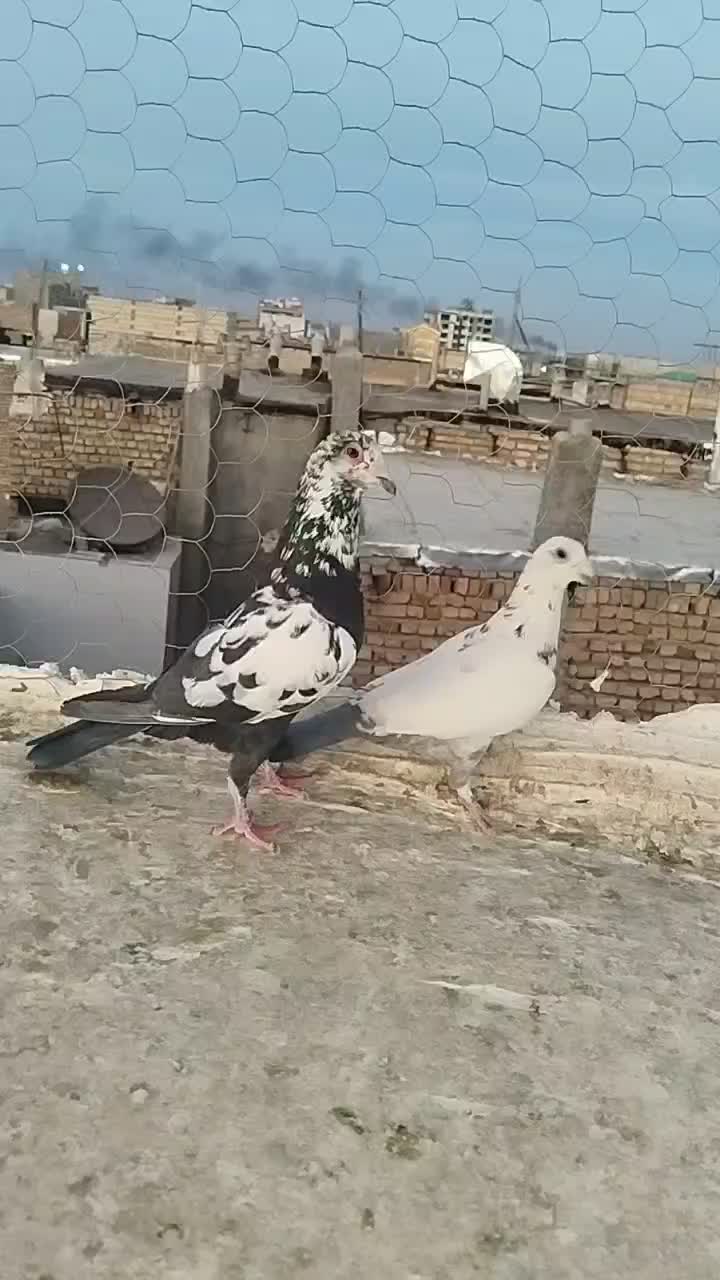 نروماده جفتی|پرنده|مشهد, انصار|دیوار