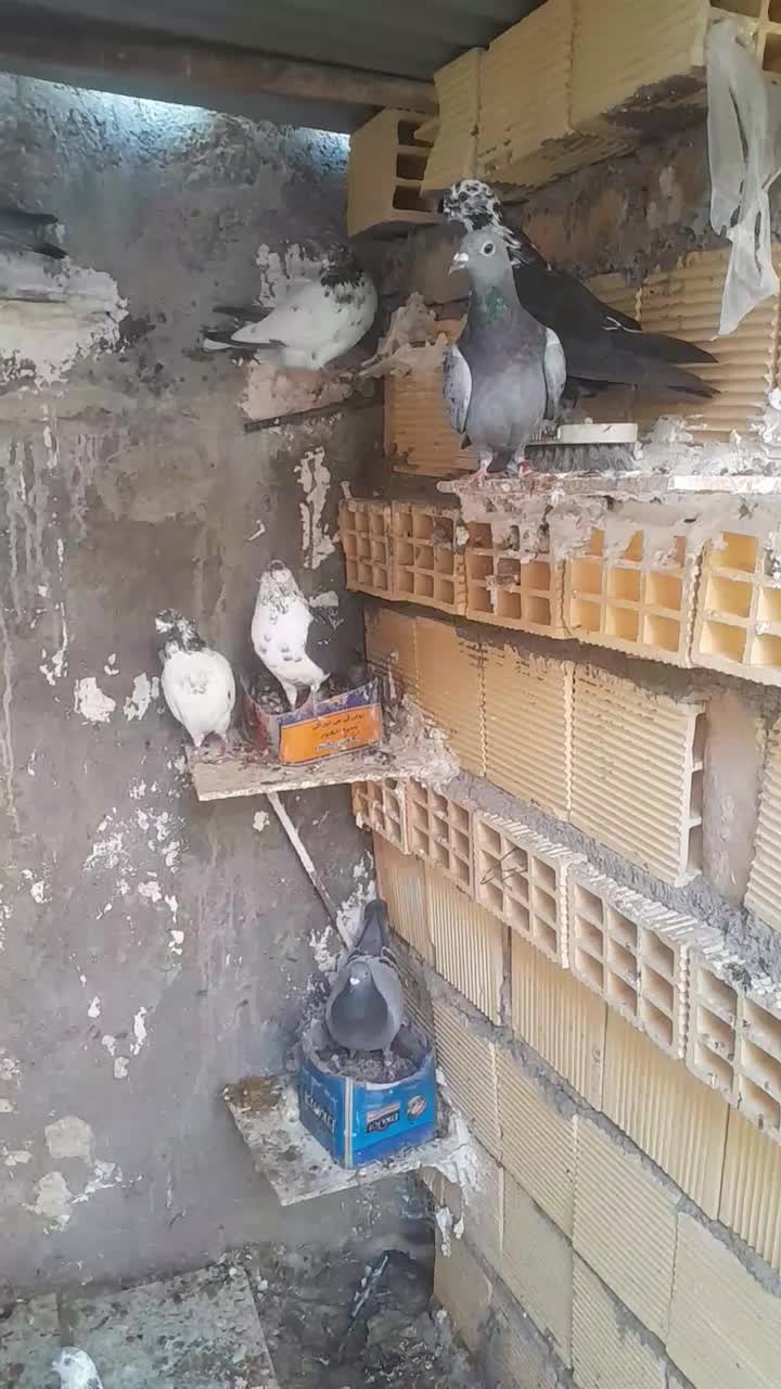 پرنده|پرنده|آبدانان, |دیوار