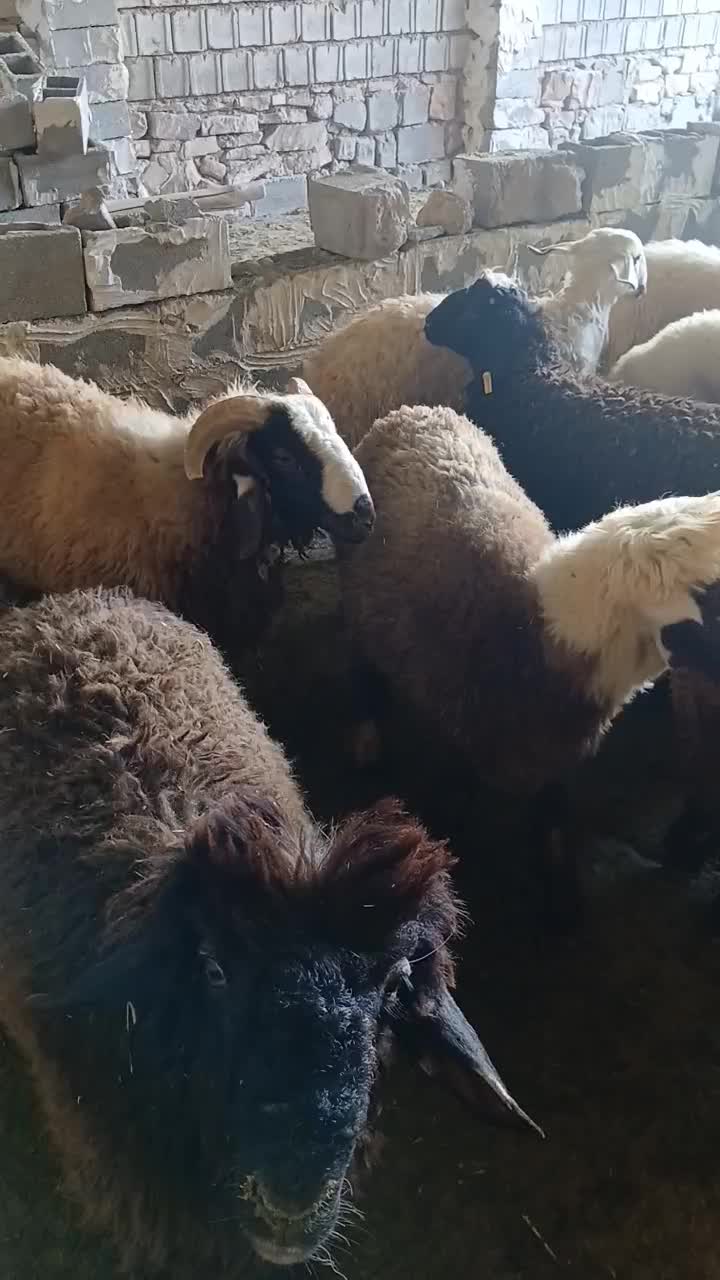۳۰عدد بره چاق درجه یک|حیوانات مزرعه|دهدشت, |دیوار