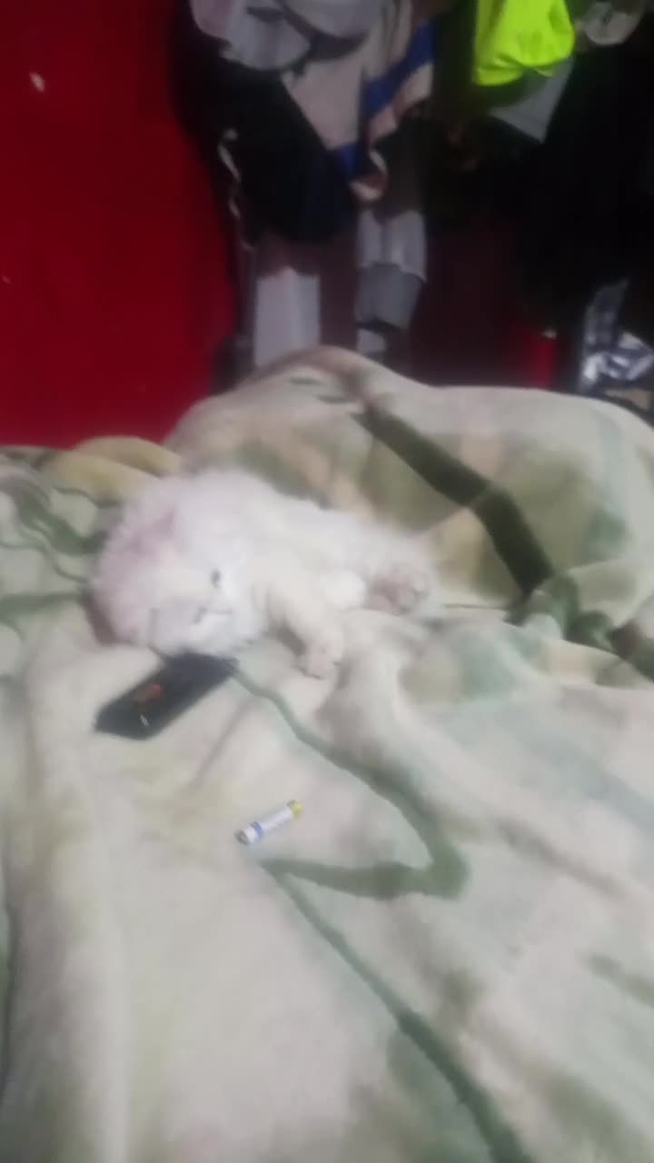 پرشین عروسکی|گربه|زاهدان, |دیوار