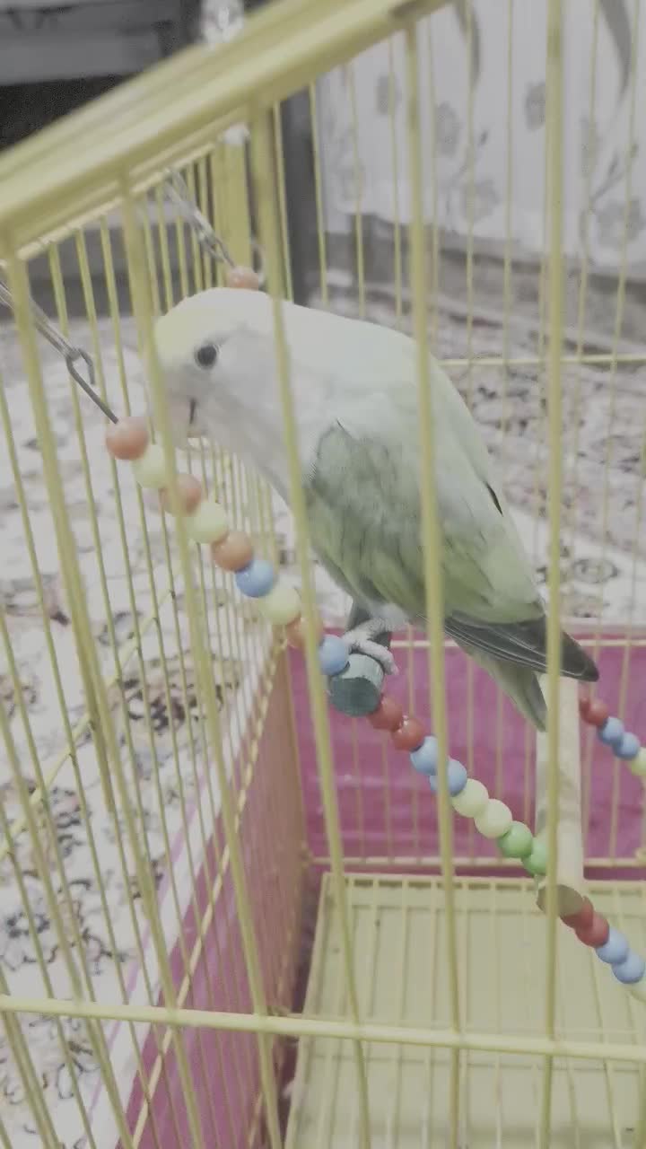 طوطی کوتوله برزیلی رام و دستی|پرنده|بانه, |دیوار