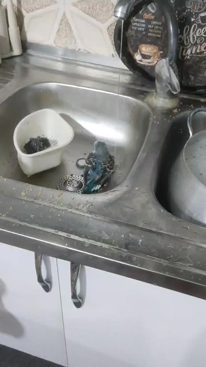 مرغ عشق|پرنده|وحیدیه, |دیوار