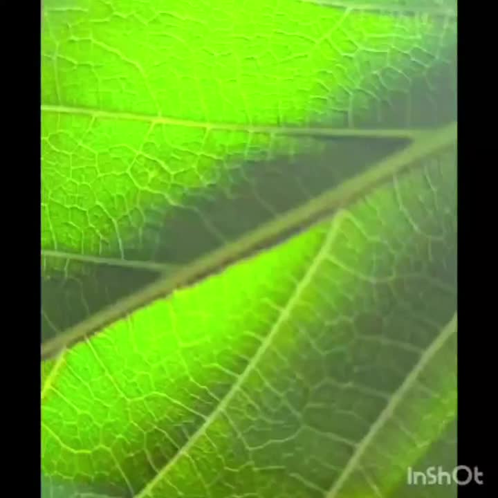 ویلا سایه دو|اجارهٔ کوتاهمدت ویلا و باغ|کرج, کمالشهر|دیوار