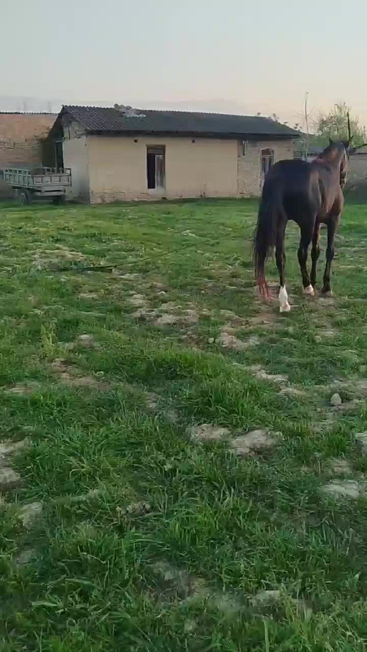 اسب|اسب و تجهیزات اسب‌سواری|گرگان, |دیوار