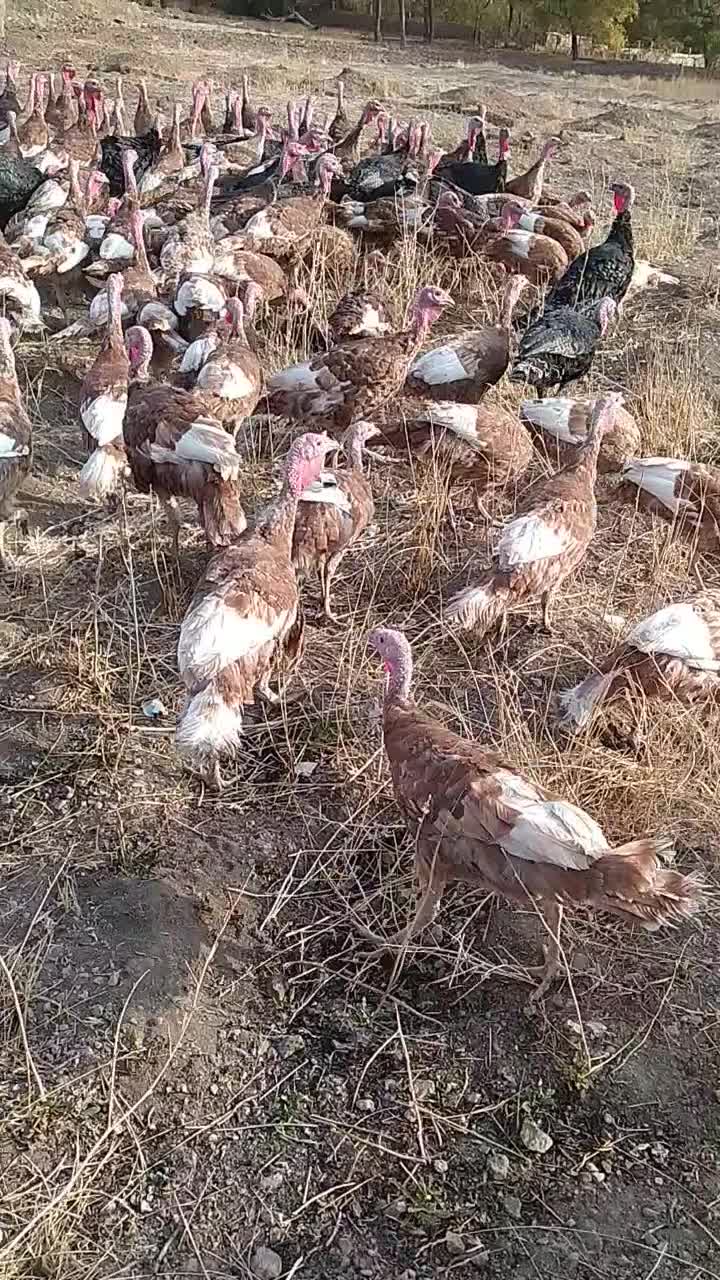 محلی بوقلمون|حیوانات مزرعه|کاکاوند, |دیوار