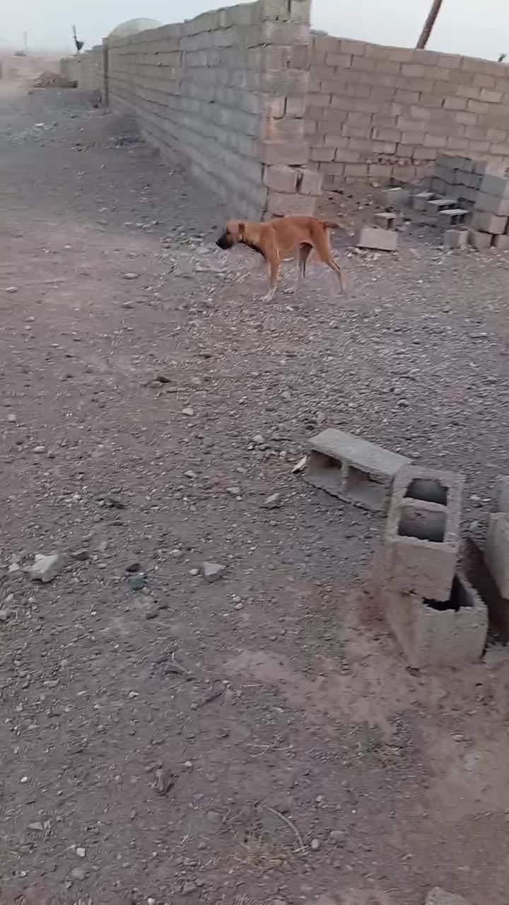 سکگ|سگ|قائن, |دیوار