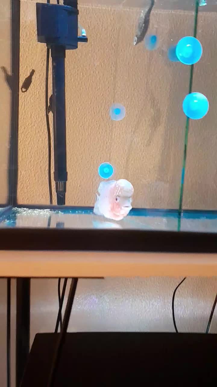 ماهی فلاور|ماهی|شاهین‌شهر, شهرک گلدیس|دیوار