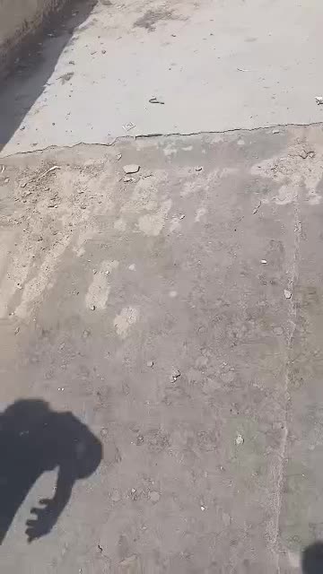 واگذاری سگ|سگ|شوشتر, |دیوار