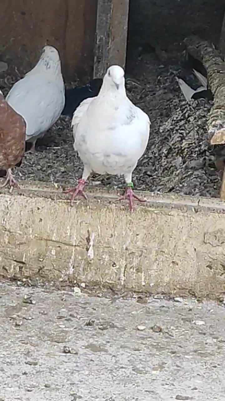 کبوتر پلاکی|پرنده|نوشین شهر, |دیوار