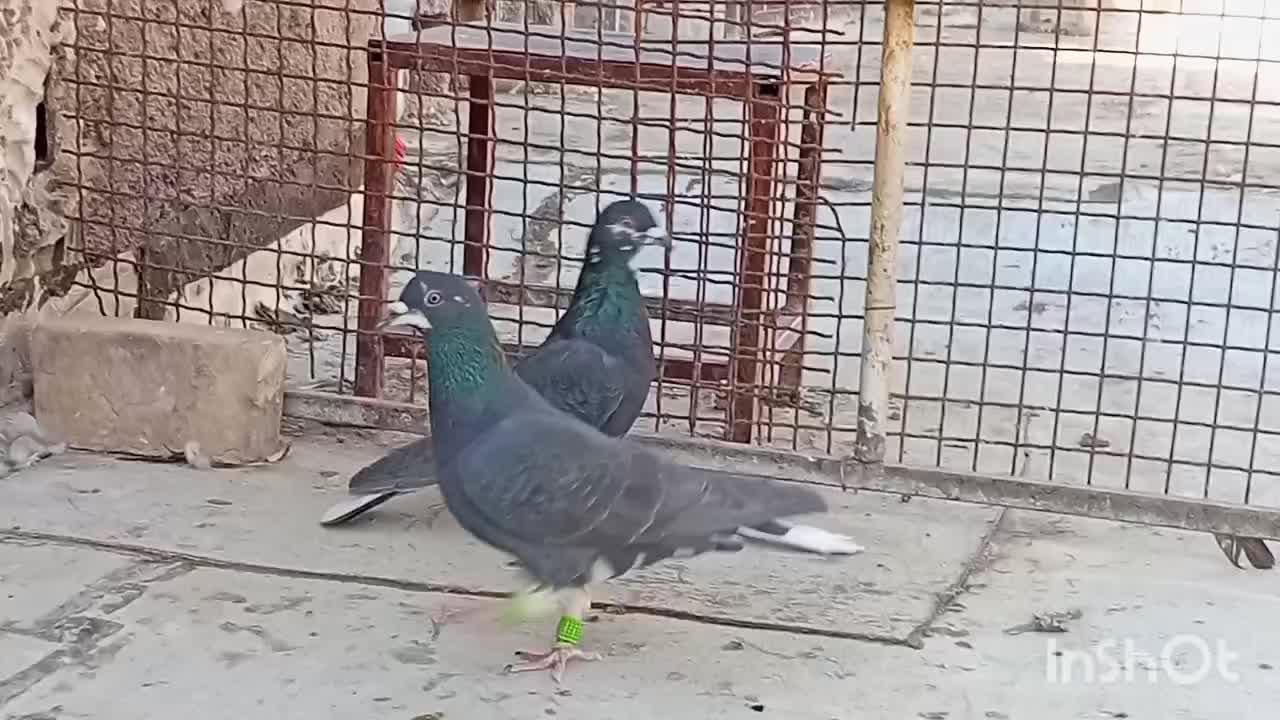 سیاه دمسفید|پرنده|شیراز, شهرک گلها|دیوار