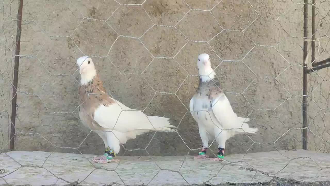 طوق هفترنگ دم سفید سار|پرنده|مشهد, هفده شهریور|دیوار