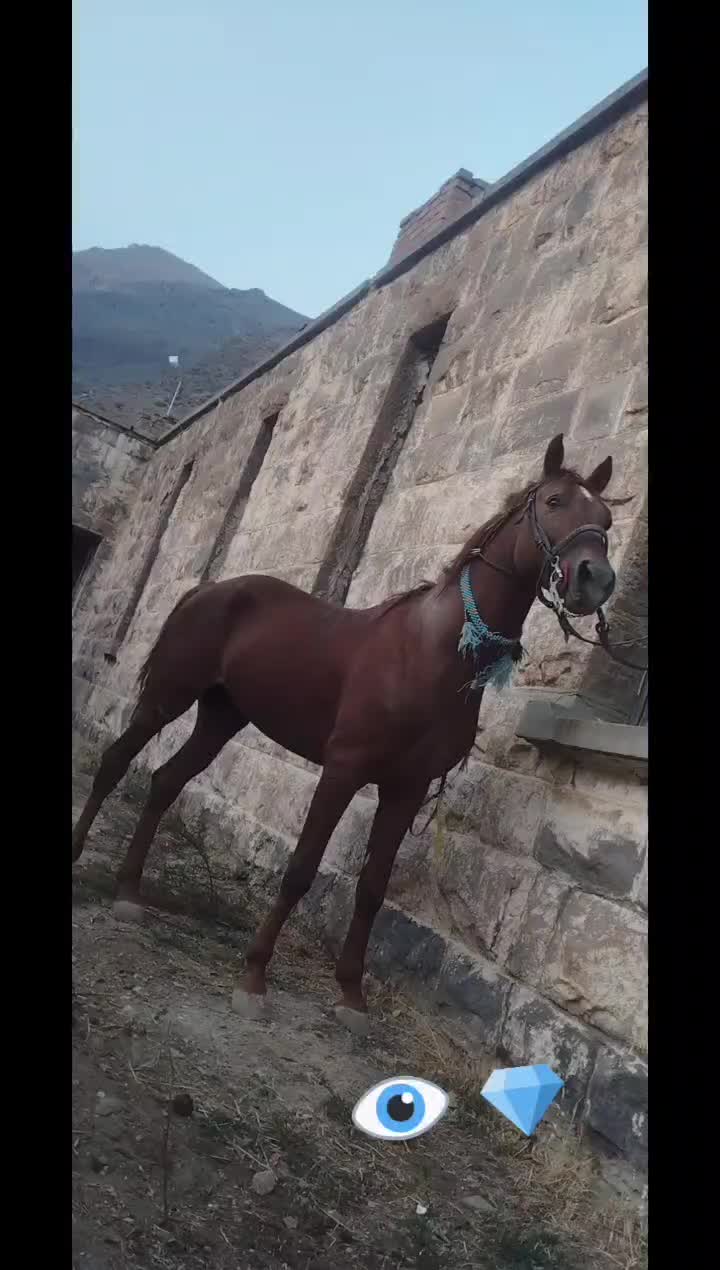 اسب کرد سالم دم گیر|اسب و تجهیزات اسب‌سواری|رینه, |دیوار