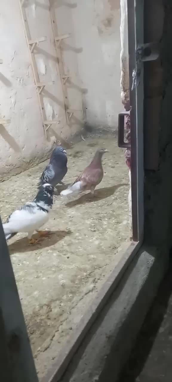 پلنگ نر|پرنده|سبزوار, قاضی زاد|دیوار