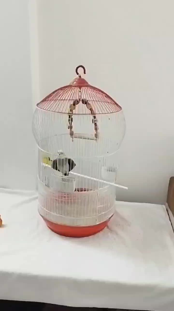 عروس هلندی نر|پرنده|فاضل آباد, |دیوار