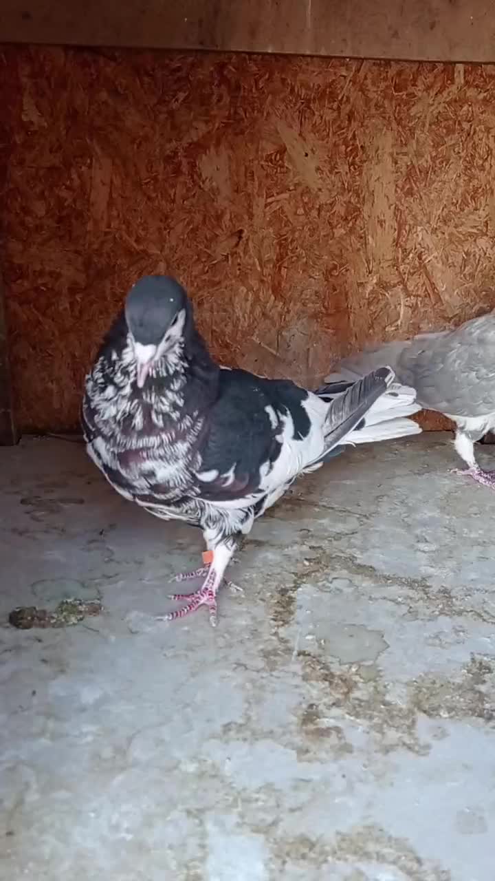 کفتر جفت سینه. کفتر جفت شهری|پرنده|شیراز, کوشک میدان|دیوار