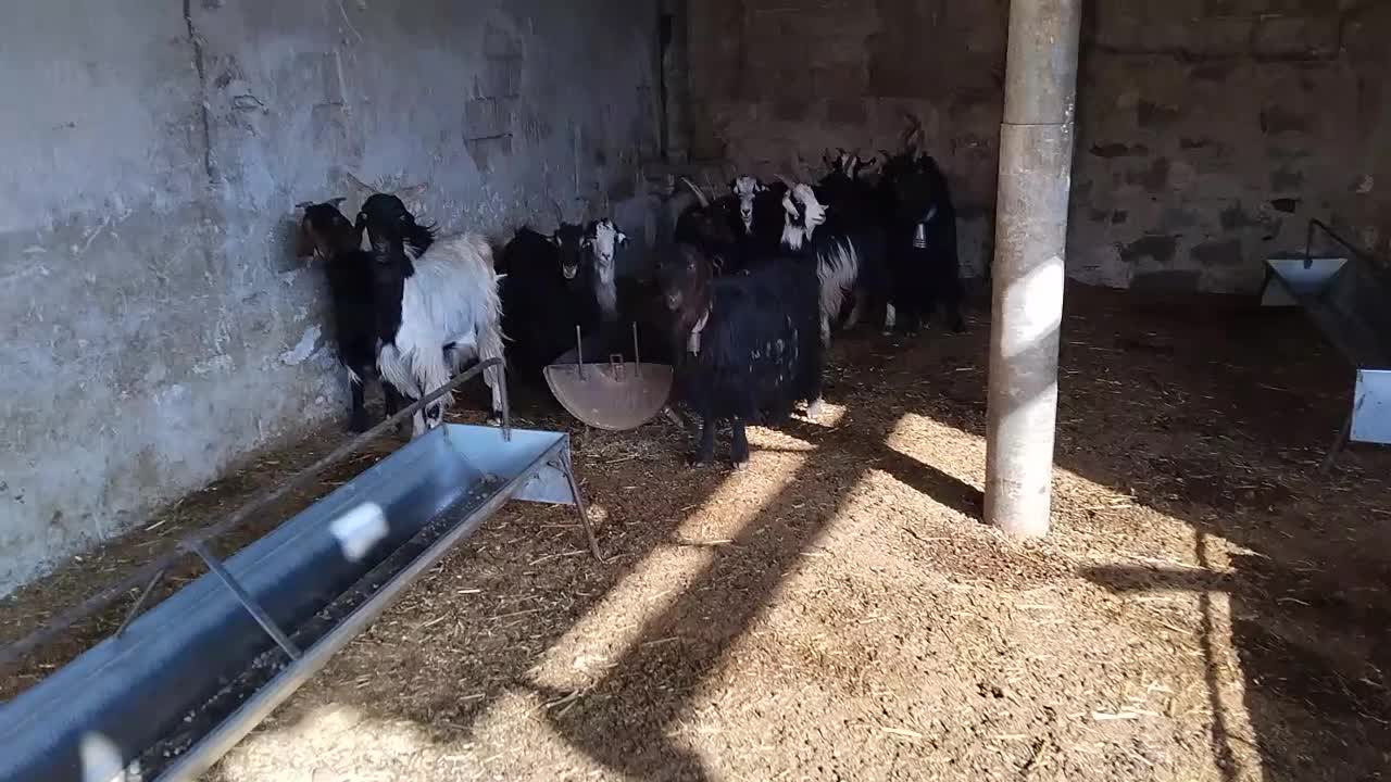 گوسفند میش . ۱۰راس بز ترکی آبستن همه جوان|حیوانات مزرعه|ابریشم, |دیوار