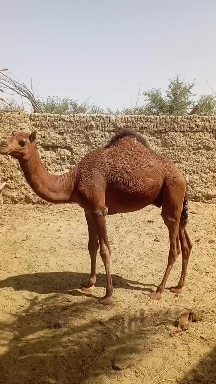 جونگ|حیوانات مزرعه|ایرانشهر, |دیوار