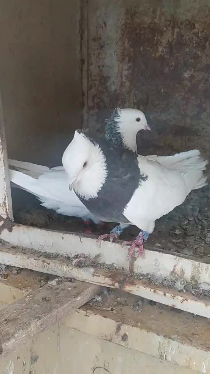 کبوتر طوقی|پرنده|شیراز, شیخ علی چوپان|دیوار