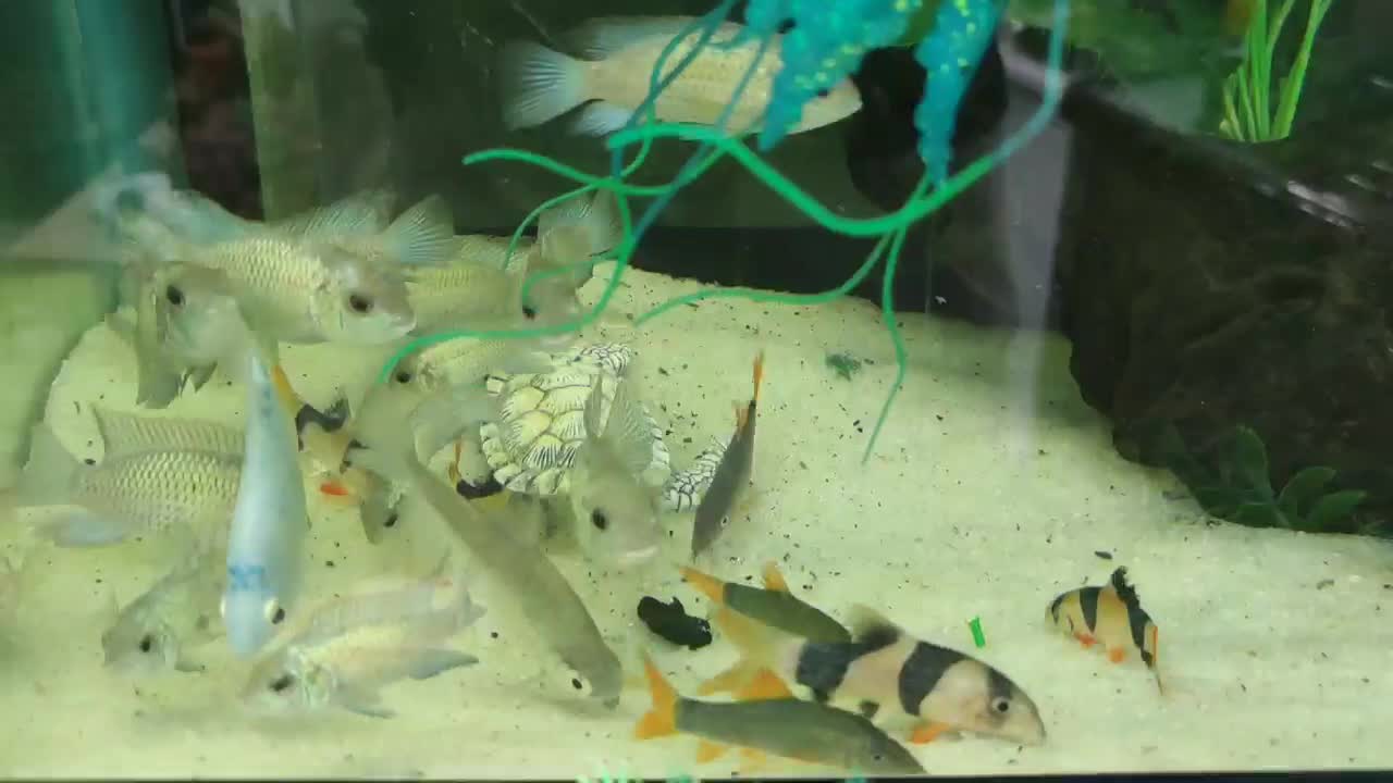 ماهی ردلاین|ماهی|اهواز, پادادشهر|دیوار