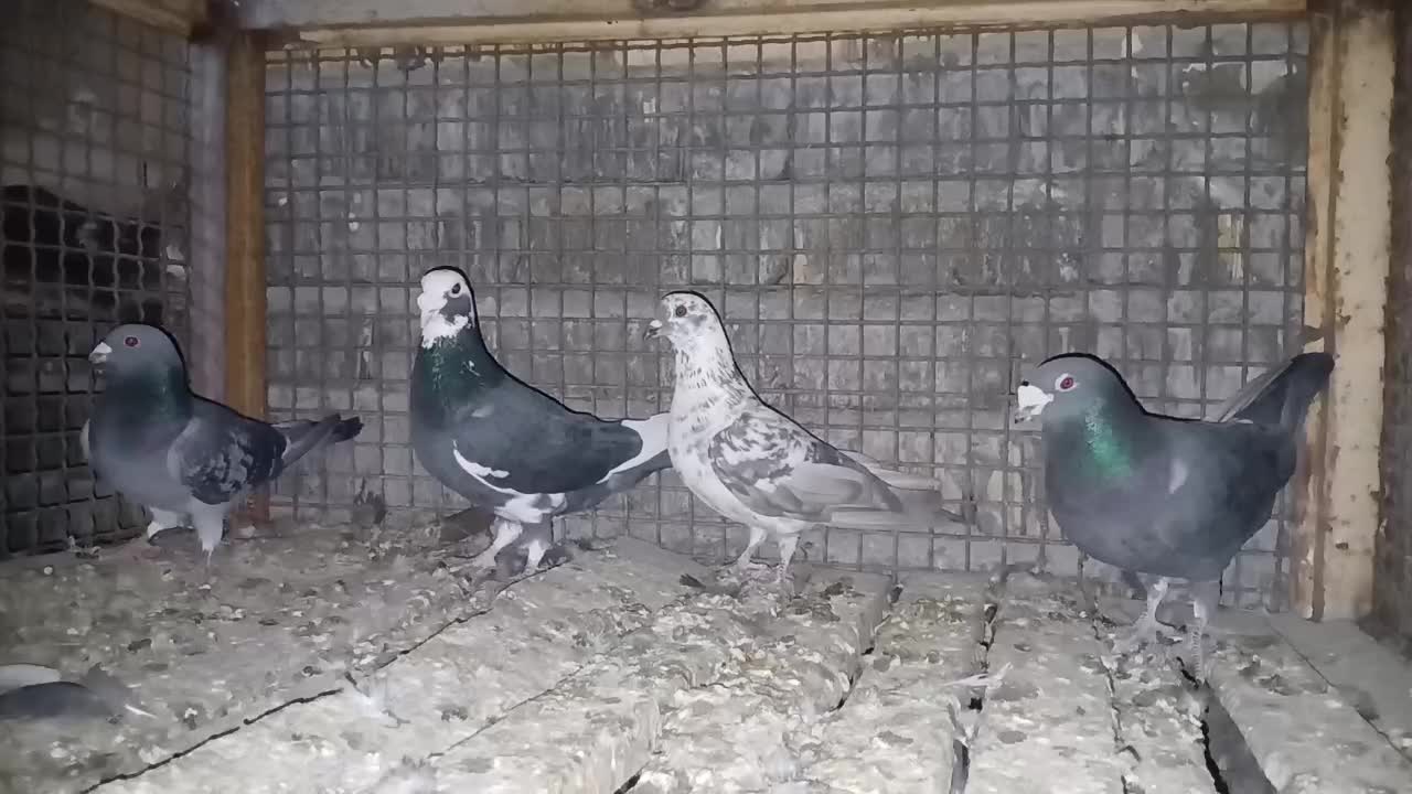 کفترپلاکی۷عدد|پرنده|شیراز, گویم|دیوار