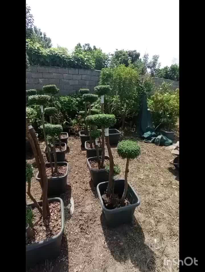 مورد پیوندی|گل و گیاه طبیعی|کلاچای, |دیوار