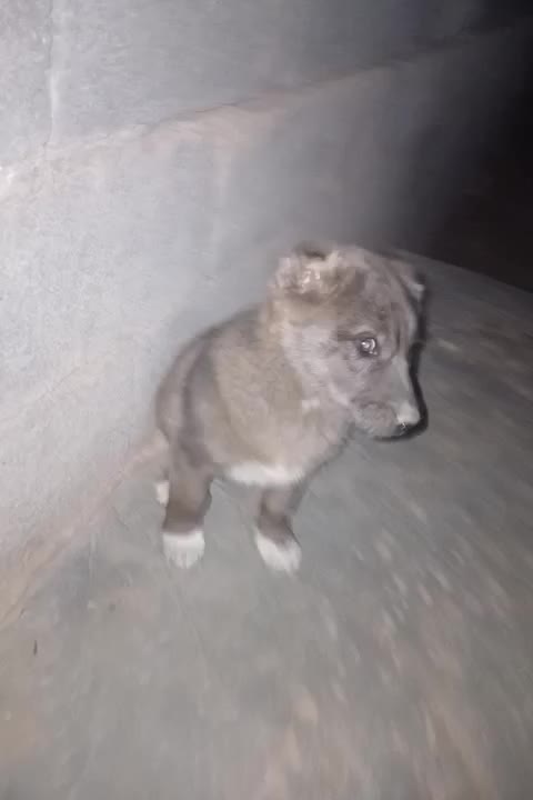 فروشی|سگ|زیرکوه, |دیوار