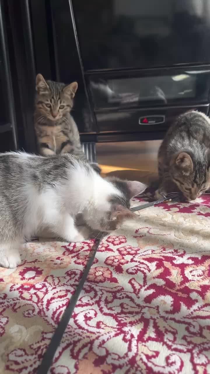 واگذاری گربه،۳ ماهه، دستی، خشگل|گربه|لنجان, |دیوار