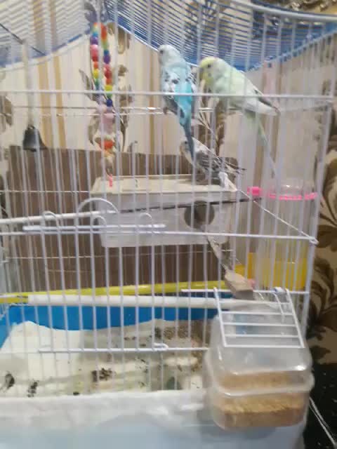 سه عدد مرغ عشق سالم|پرنده|تهران, بیسیم|دیوار