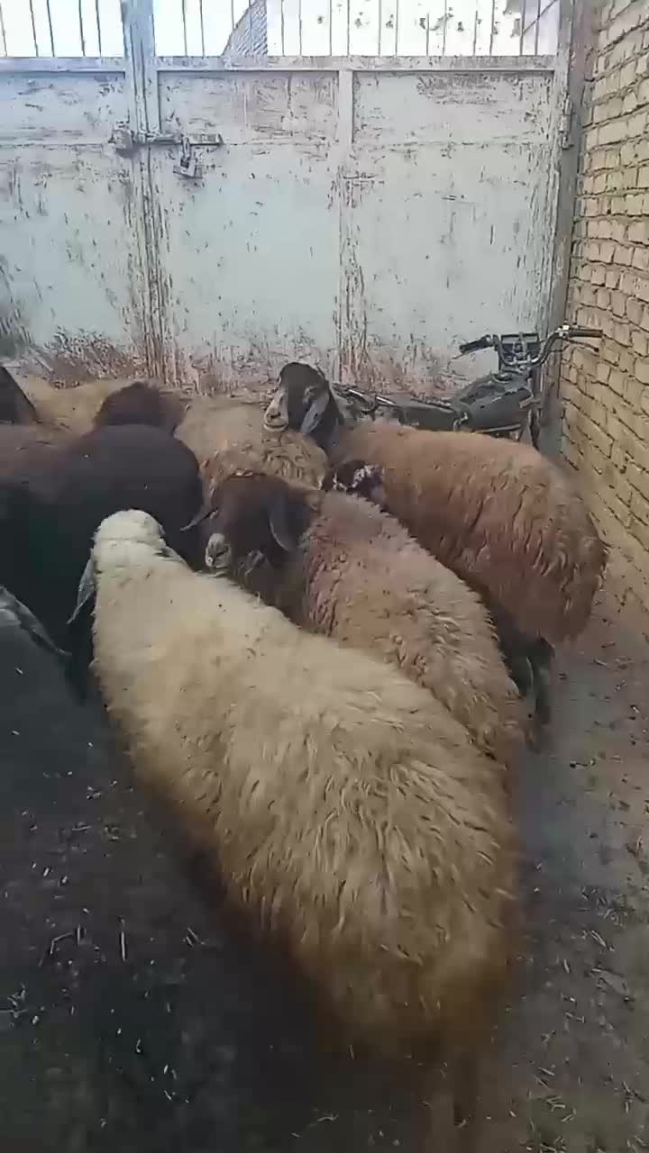 گوسفند داشتی|حیوانات مزرعه|فریدونشهر, |دیوار