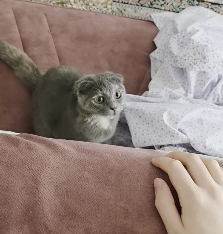 گربه|گربه|کردکوی, |دیوار