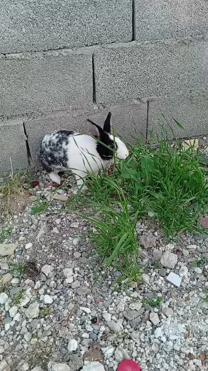 خرگوش‌نر|موش و خرگوش|مسجد سلیمان, |دیوار