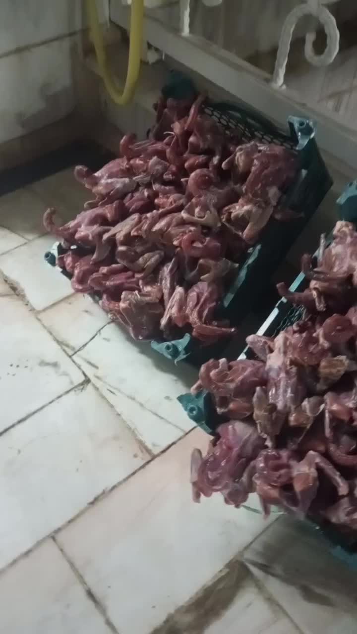 کبوتر  کشتی|خوردنی و آشامیدنی|قم, آزادگان|دیوار