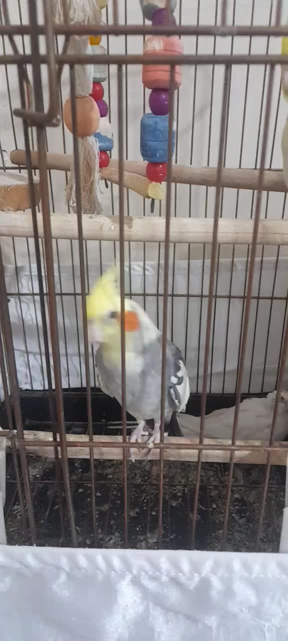 عروس هنلدی|پرنده|مشکین‌دشت, |دیوار