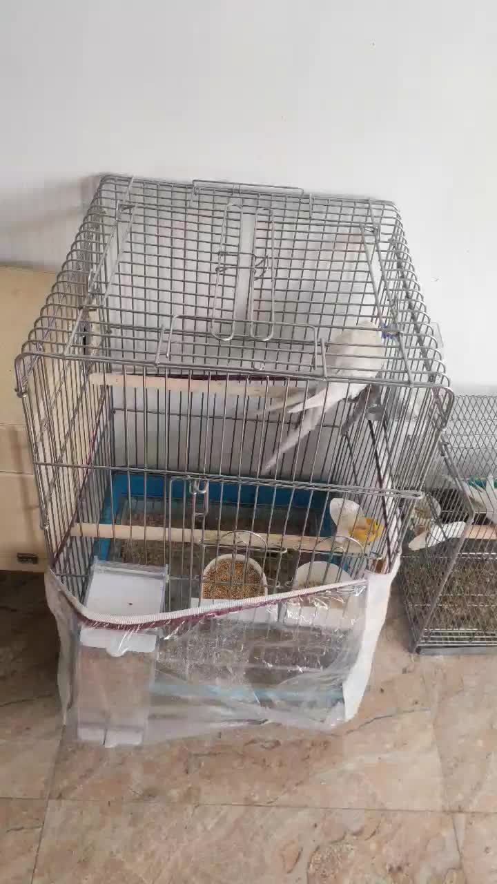 عروس هلندی مولد|پرنده|مشکیندشت, |دیوار