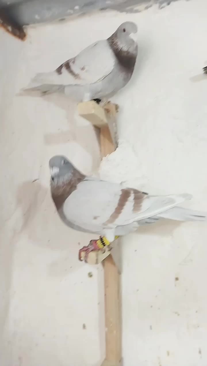 کبوتر|پرنده|ششده و قره بلاغ, |دیوار