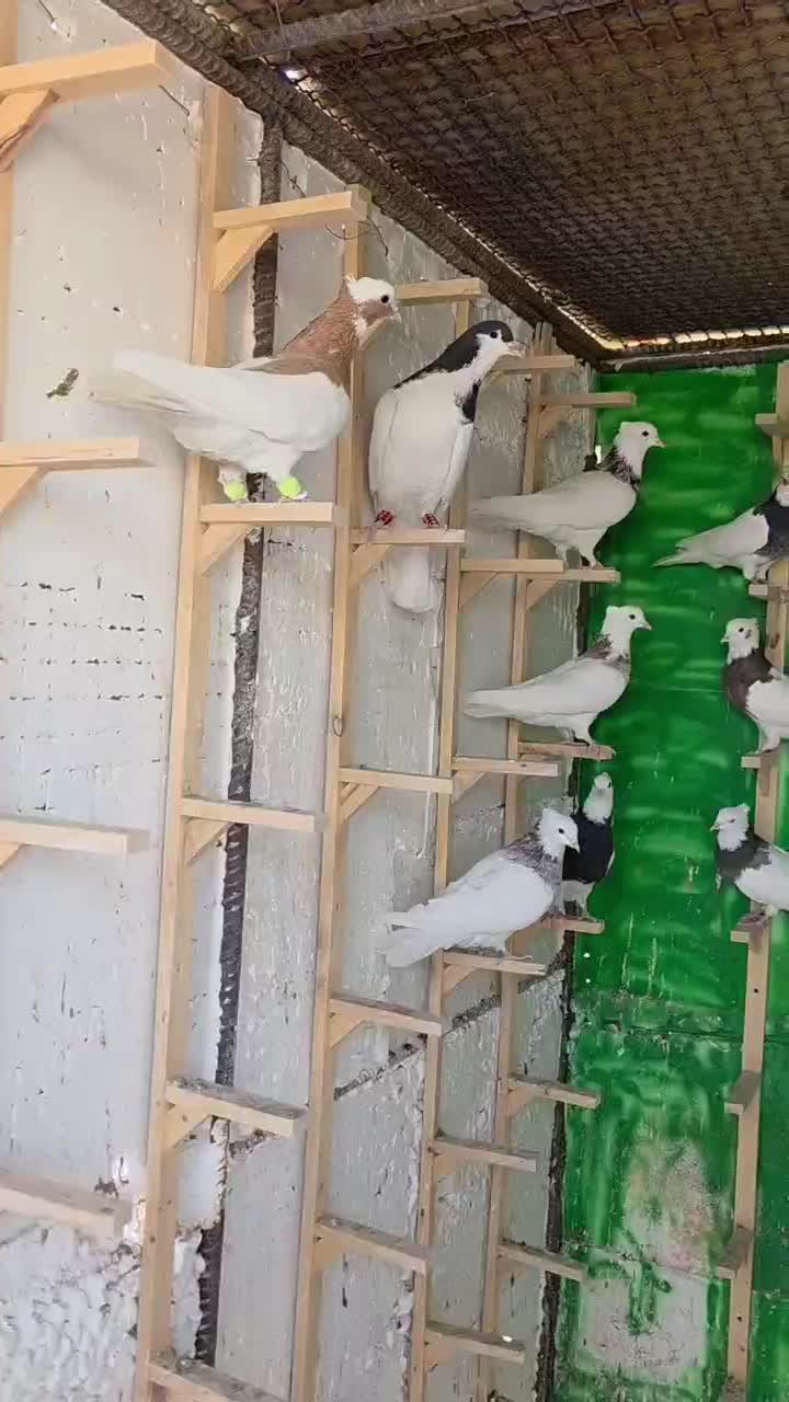 رنگی .کله .سینه .شهری .دم سفید|پرنده|محمله, |دیوار