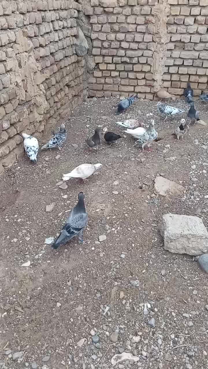 کبوتر|پرنده|زیرکوه, |دیوار