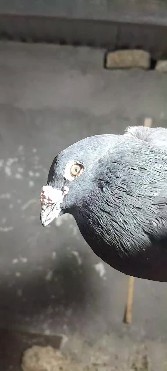 کبوتر زاغ نر دوچشم زات دار|پرنده|زابل, |دیوار