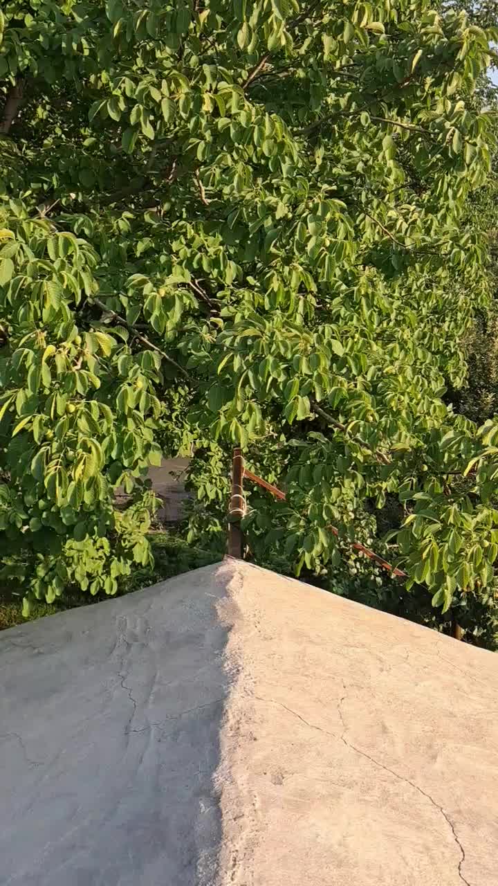 ۱۰۰۰۰متر باغ مثمر سردسیری(مجهز)|فروش دفتر صنعتی، کشاورزی، تجاری|پادنا, |دیوار