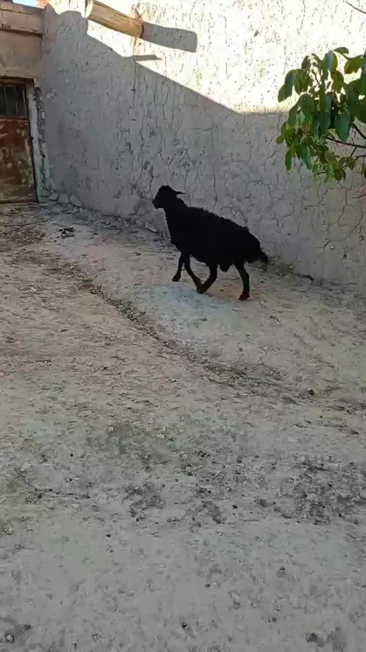 قوچ قره قزل چهار دندان زغالی افشار|حیوانات مزرعه|زنجان, |دیوار