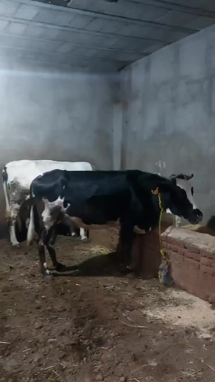 دو عدد آبستن. آدرس خود‌ شهر مراغه .|حیوانات مزرعه|مراغه, |دیوار