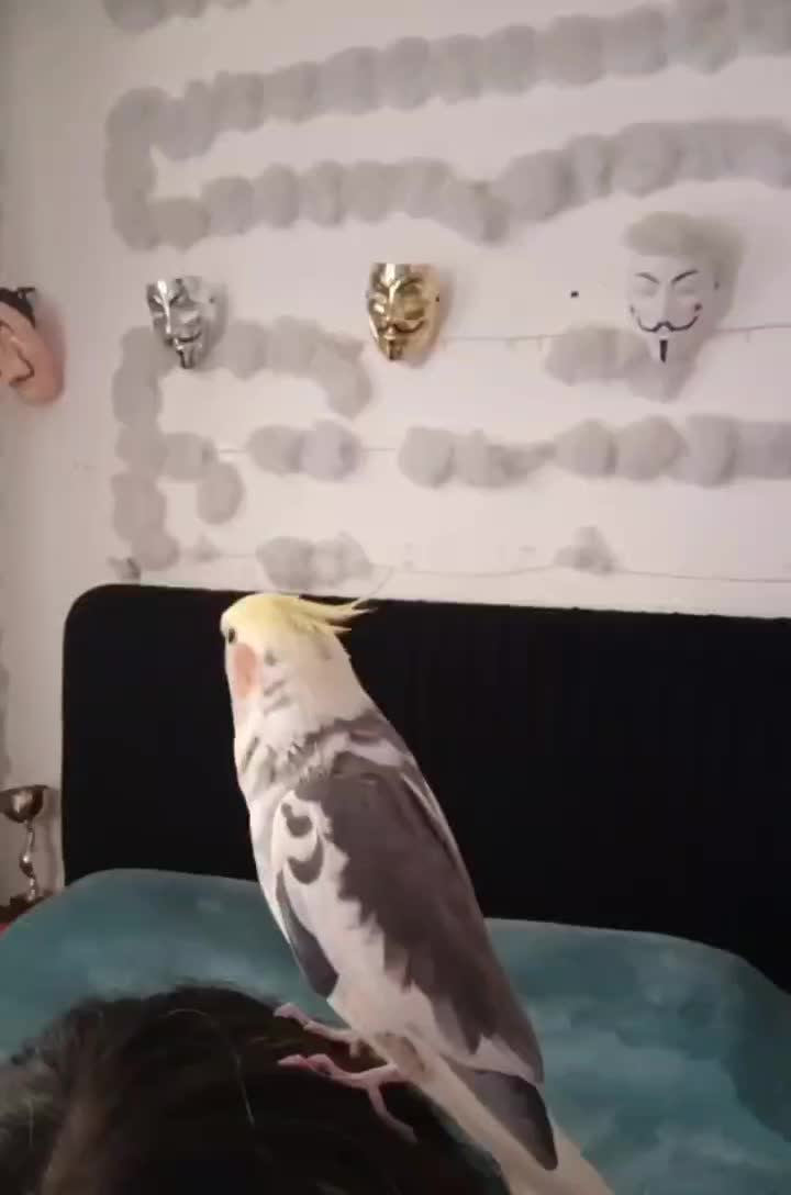 عروس هلندی|پرنده|پیرانشهر, |دیوار