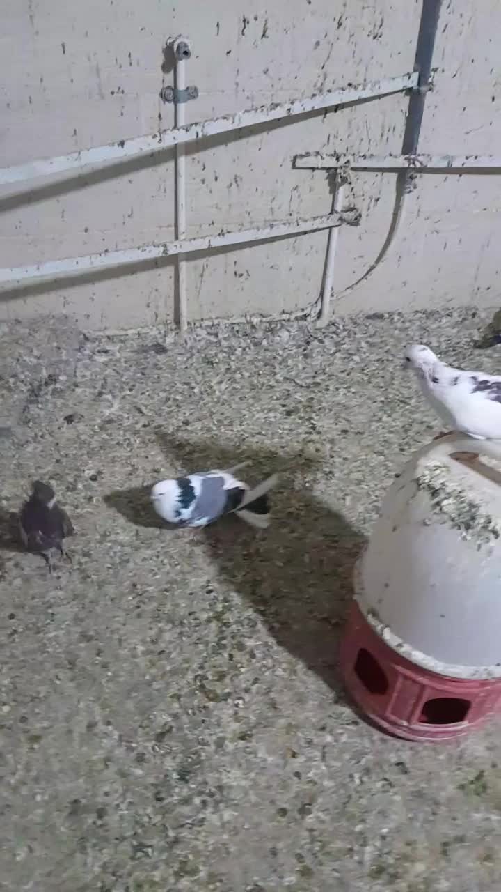 کفتر پرشی حسابی و دوکت|پرنده|میلاجرد, |دیوار