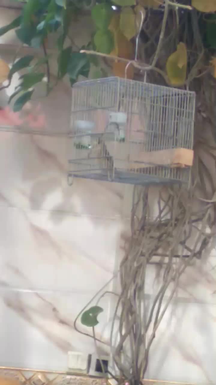 سهره قناری مست مست|پرنده|شیراز, شیخ علی چوپان|دیوار